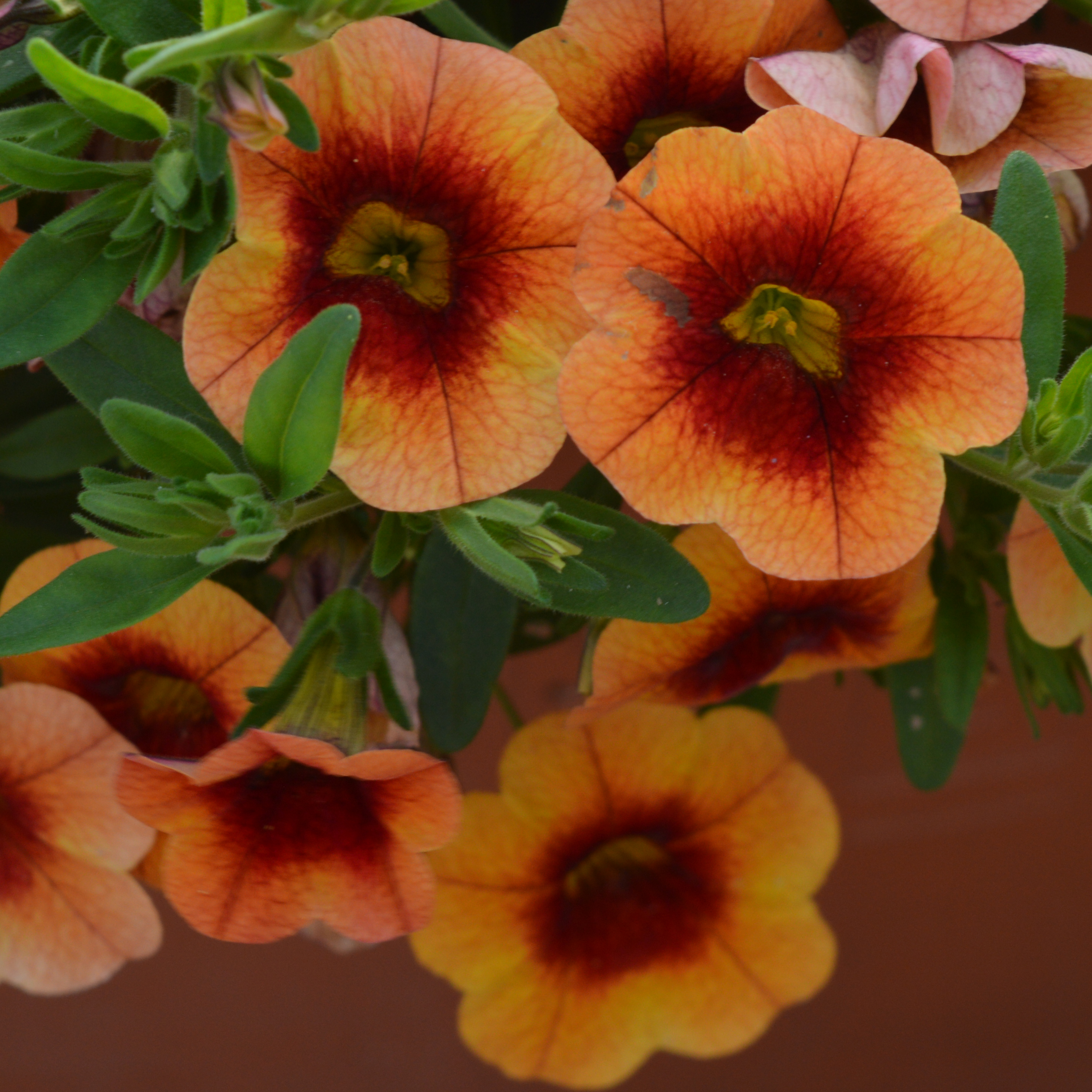 Calibrachoa Portucal Trailing Orange Red